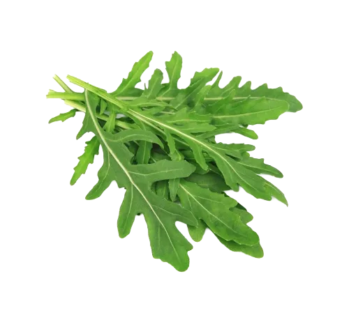 BBW транс фотосуреттері